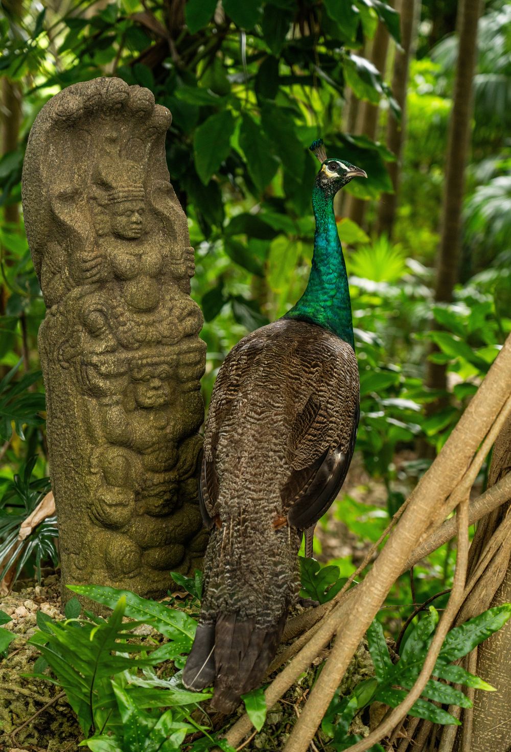 Peacock and historic stone carving in a Coconut Grove garden